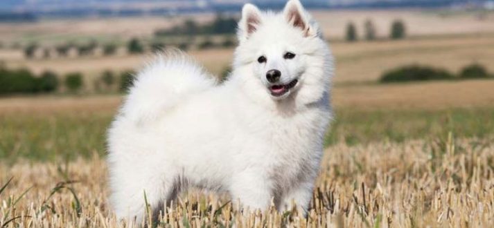 The top seven dog breeds used as pet with purpose