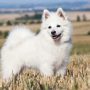 The top seven dog breeds used as pet with purpose